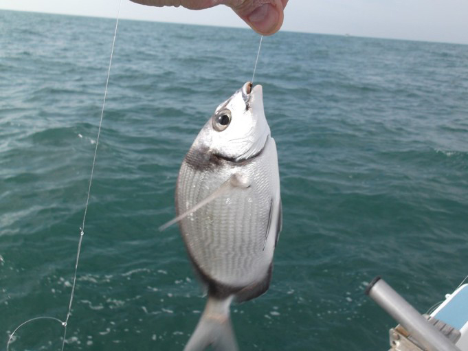 pesca-al-sarago